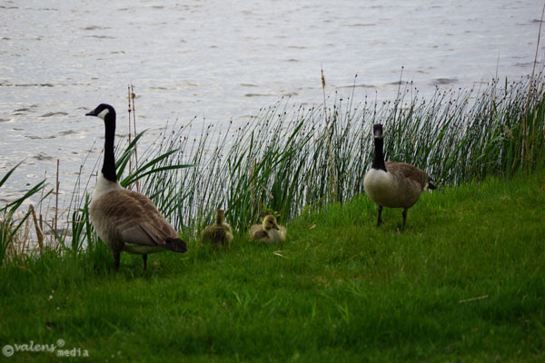 Familjeliv